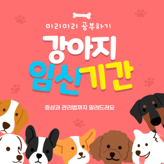 강아지임신기간은 얼마나 될까요? 증상과 관리법까지