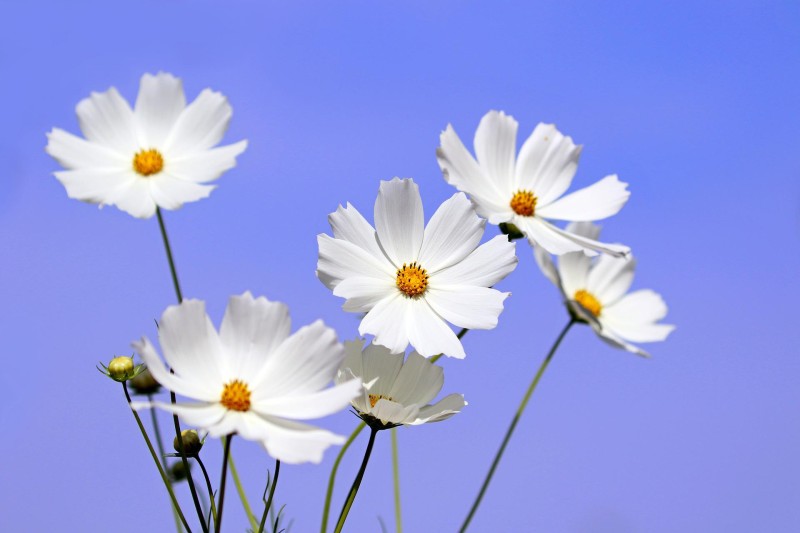 가을에 선물하기 좋은 꽃 가을꽃 종류와 꽃말 : 네이버 블로그