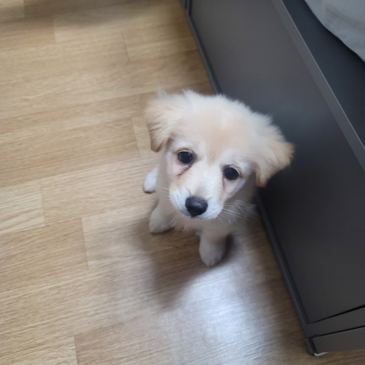  아기 강아지 전용 화장실 배변 훈련 패드