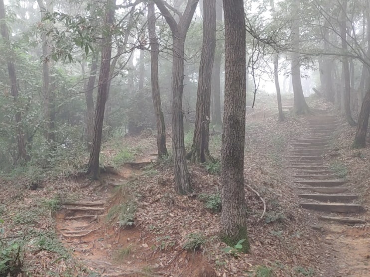 안개 자욱한 망현산을 거닐며 보는 여러 모습들 안개 자욱한 망현산을 거닐며 보는 여러 모습들