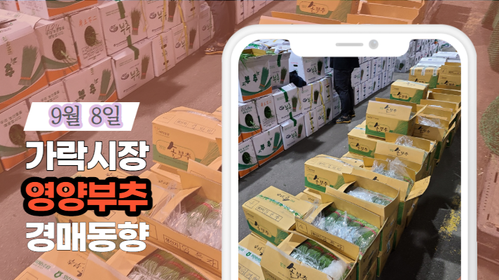  추석 연휴 일정 안내 및 9월 8일자 가락시장 "영양부추" 경매동향을 살펴보겠습니다!