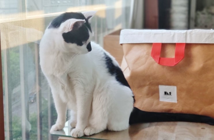  고양이 이름 추천, 우리 고양이에게 잘 어울릴 이름은?(가나다순)