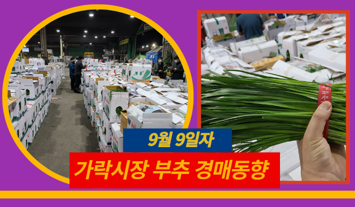  [경매사 일일보고] 9월 9일자 가락시장 "부추" 경매동향을 살펴보겠습니다!