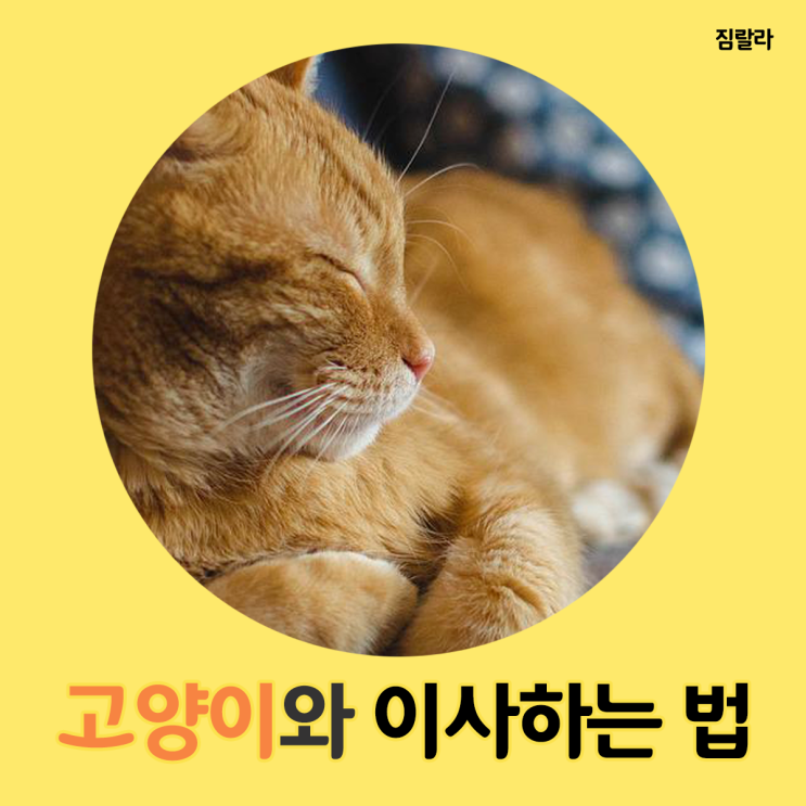  고양이이사, 짐랄라에서 드리는 이사TIP!
