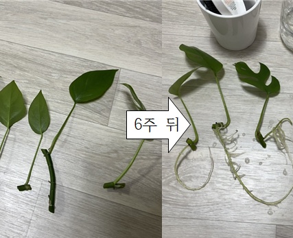  히메 몬스테라 수경재배 및 번식 후기