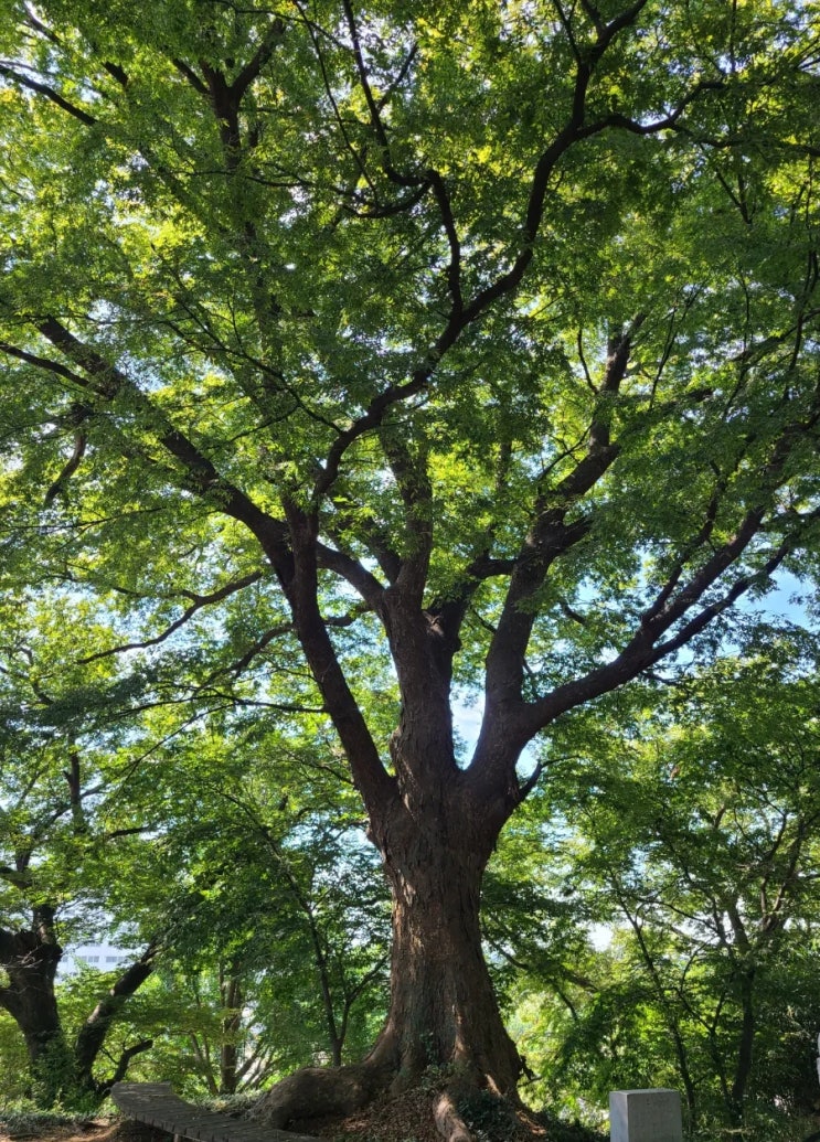 김제 여행, 김제 교동 성산공원 느티나무(보호수)