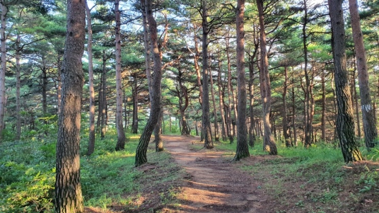  양양명소#1 모노골 산림욕장, 소나무 숲길