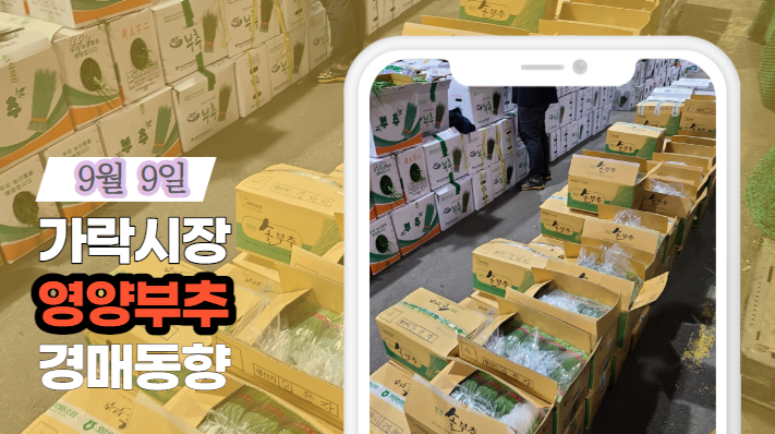  [경매사 일일보고] 9월 9일자 가락시장 "영양부추" 경매동향을 살펴보겠습니다!