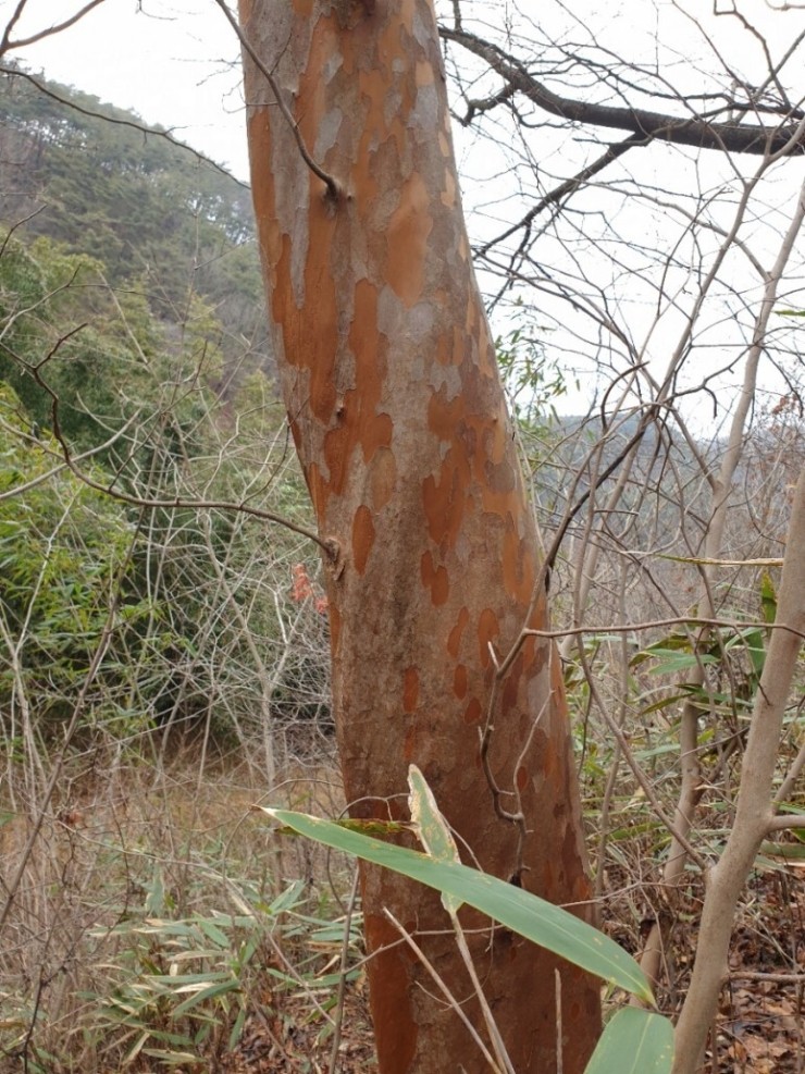 노각나무 먹는법 노각나무 먹는법