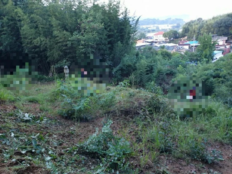  2022년 김천시 남면 운남리459 26상구벌초 종중묘벌초 김천벌초 남면벌초 고인돌장묘개발 벌초대행 추석벌초 #김천벌초 #구미벌초 #벌초대행 #벌초 #추석벌초 #종중묘벌초 #종중묘