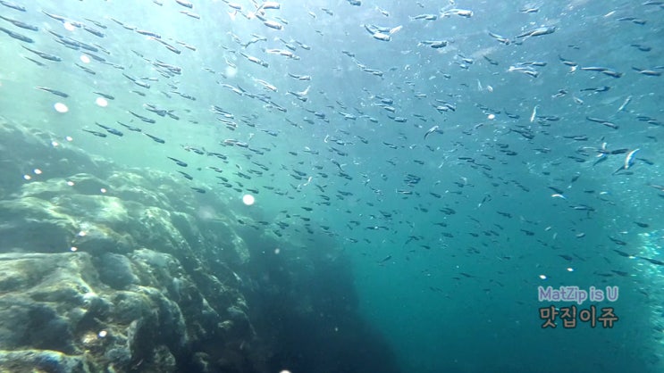 제주 서귀포 문섬 다이빙은 언더더씨 스쿠버다이빙