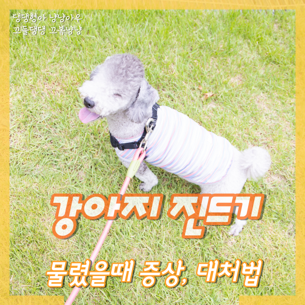  강아지 진드기 물렸을때 증상과 대처법 (참진드기)