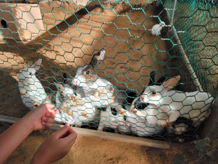  파주 나눔농장 _ 동물 먹이주기 체험