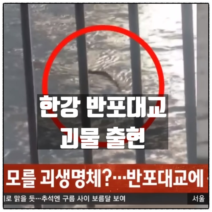  한강 반포대교 10m 길이 괴물 괴생명체 이무기 출현