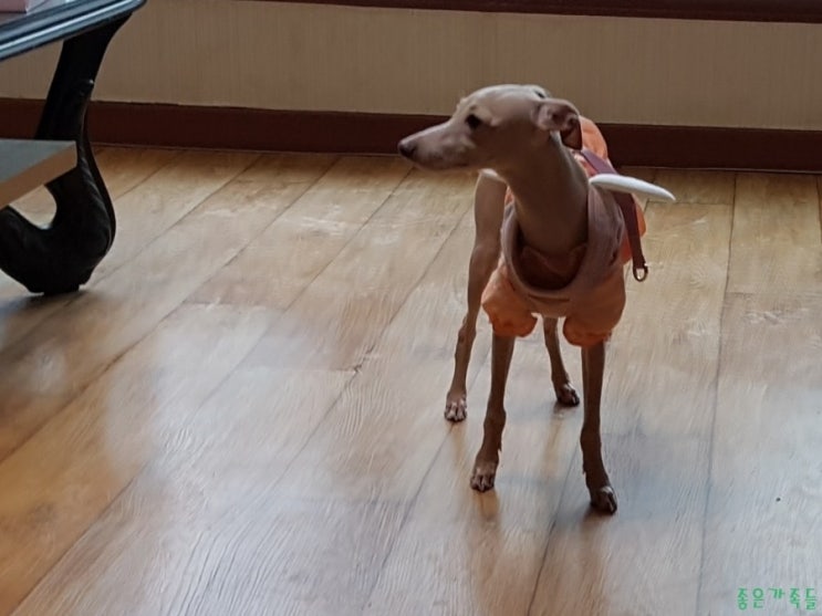 이탈리안그레이하운드 분양갔던 결정이가 동생 데리러 왔답니다....