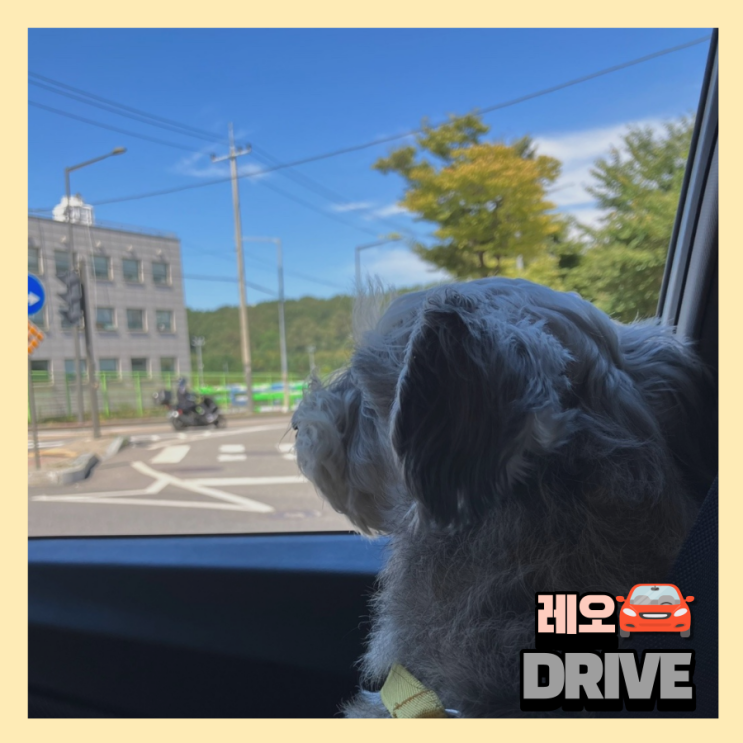  [추석 연휴] 삼 남매 드라이브 DAY_서울 근교 애견카페 내돈내산 방문