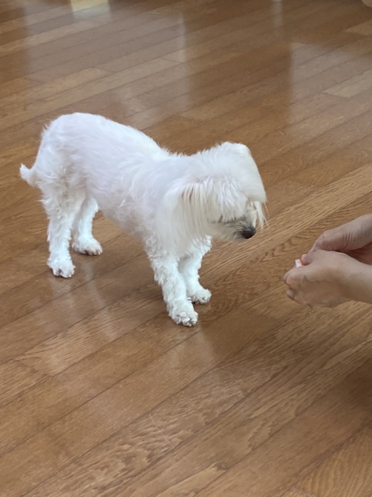  강아지 귀여워_추석 연휴 시작