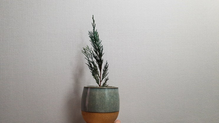  나무키우기 블루엔젤 수지안 토분 생명나무농장 How to Grow Juniperus scopulorum 'Blue Angel'