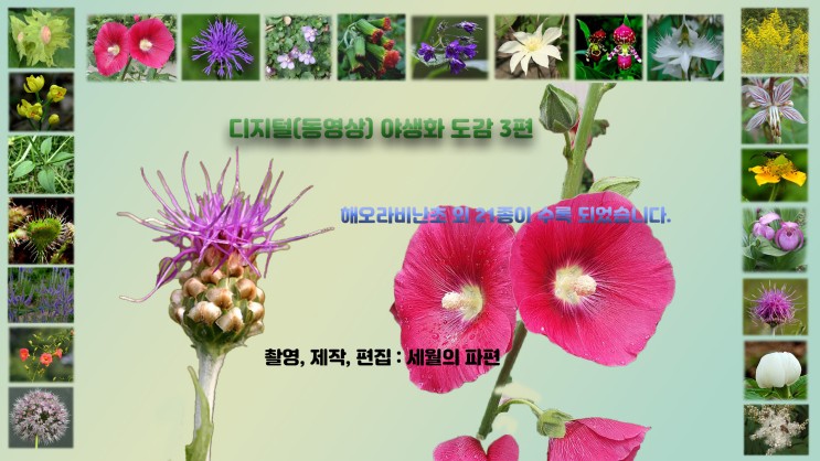디지털(동영상) 한국 야생화 도감 3편