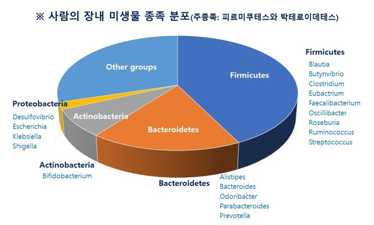  식이섬유(dietary fiber)와 장내 미생물분포, 박테로이데테스(Bacteroidetes)와 피르미쿠테스(Firmicutes)균