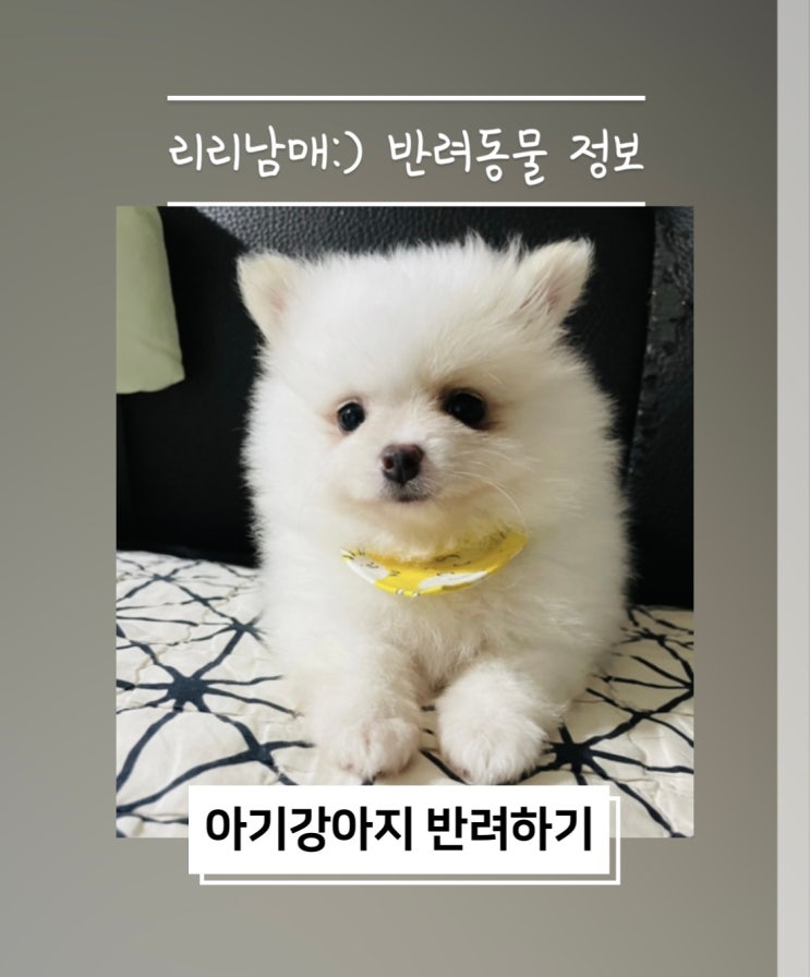  새끼강아지 키우기 사회화시기 울타리, 사료 및 산책시기 예방접종시기 알아봐요 !
