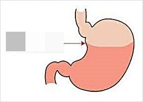  배의 80%만 채우라 나이 식습관 마음 안정 운세 호흡