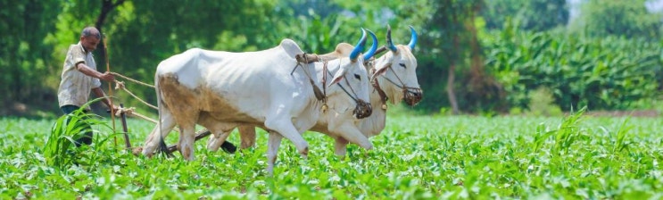 (인디샘 컨설팅) 2022년 인도에서의 농업 시장 - 최신 현황