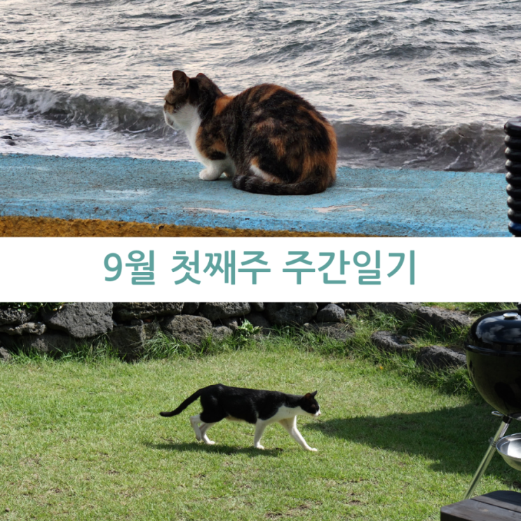  9월 첫째주 주간일기