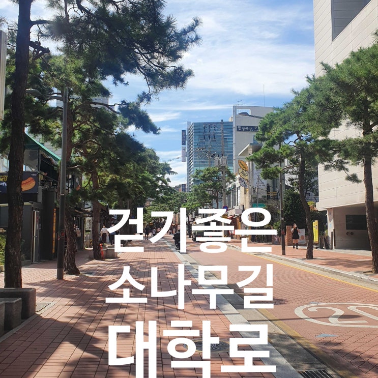  대학로 소나무길, 마로니에 공원보다 더 걷기 좋은 거리