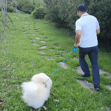  강아지 산책 훈련 보호자보다 앞서가는 강아지