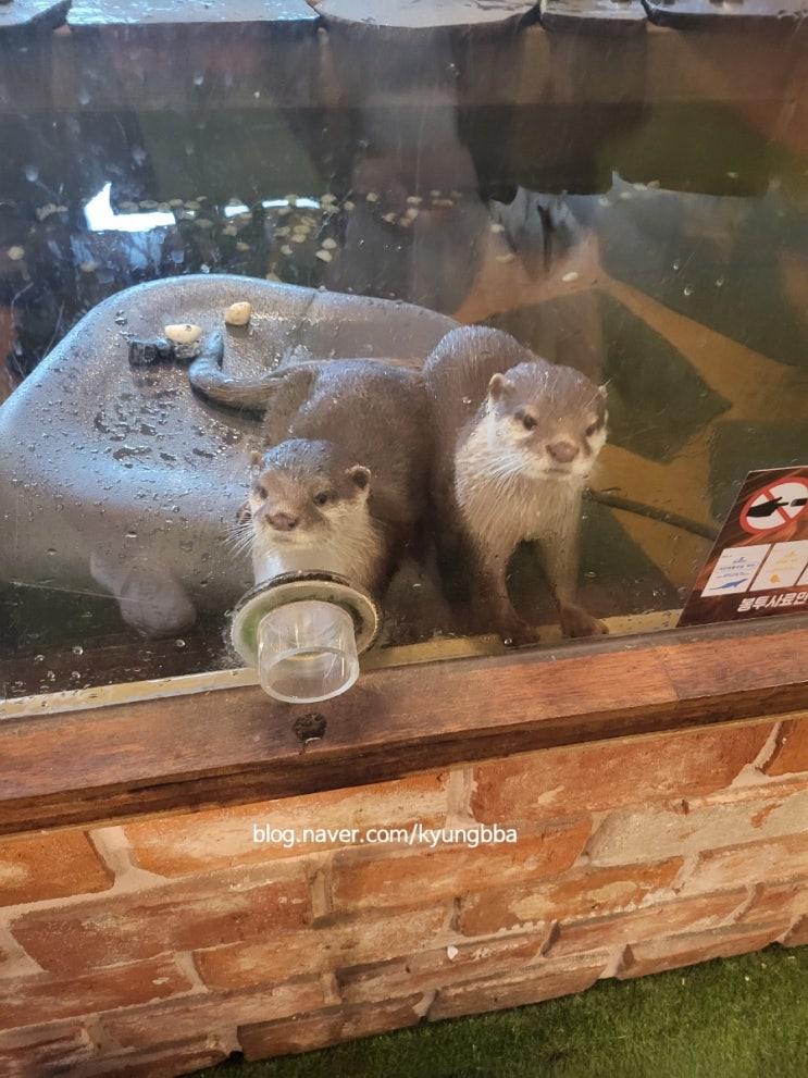  평택 실내 동물원 엉클 브룩스 zoo(구 캐니언 파크)