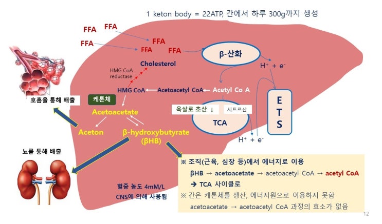  케톤체(Keton body) 생성기전, 케토시스(Ketosis)와 케톤체의 두얼굴