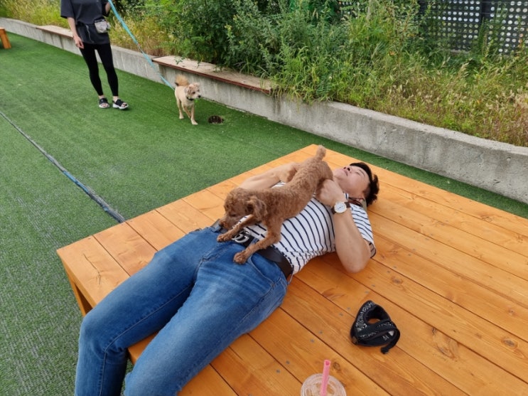  송파 애견카페 카페루 옥상 야외 놀이터 강추