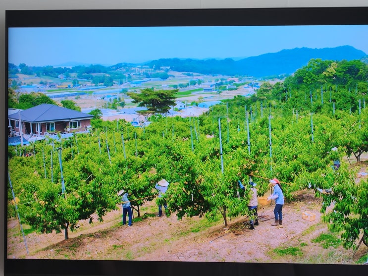  어쩌다 전원일기 촬영 장면 [세종 조치원 복숭아 과수원 - 고개농원]