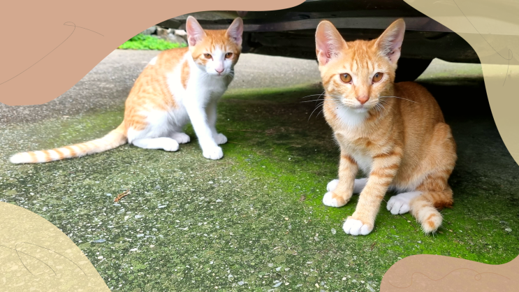  길고양이 새끼 구조 함부로 만지거나 데려오면 안 되는 이유