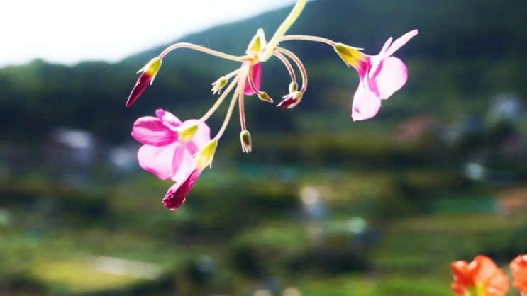  사랑초 심기, 사랑초 심는 시기