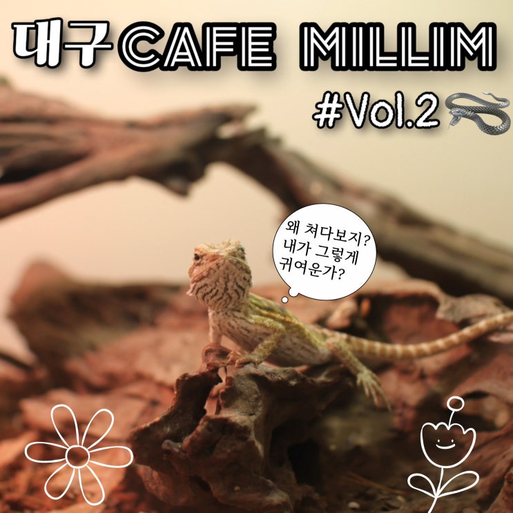  대구 앞산) 도마뱀 이구아나가 있어 신기했던 카페 밀림 MILLIM Vol.2