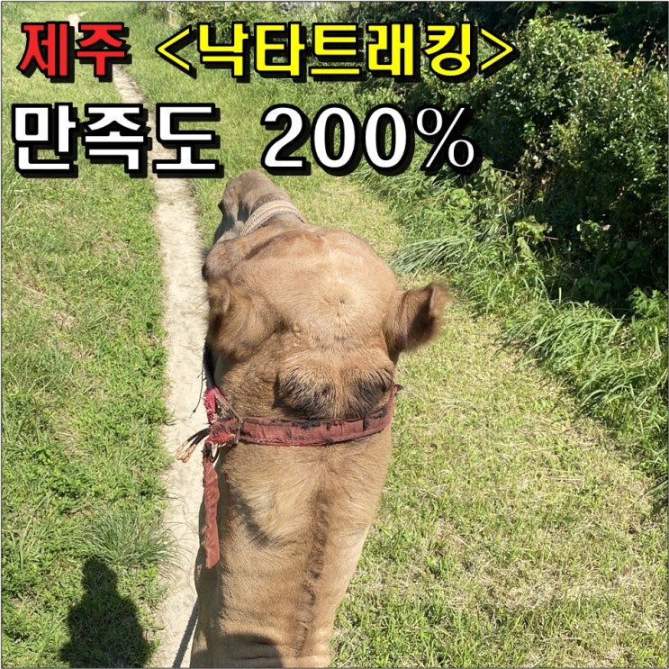  아이와 제주 낙타트래킹 : 소요시간 / 이용요금 / 기념사진 액자값 (Ft. 만족도 200%)