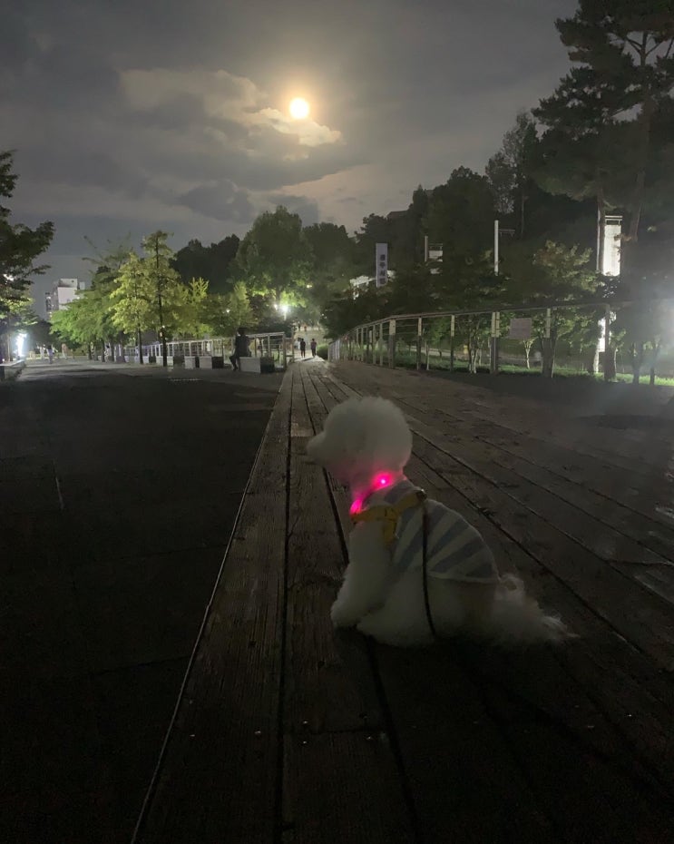 2022.09.10 댕댕이 일기 - 추석 보름달을 보며~ 2022.09.10 댕댕이 일기 - 추석 보름달을 보며~