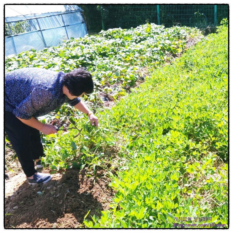  9월 세 번째 주간일기챌린지. 전원주택 텃밭의 땅콩, 고구마 수확