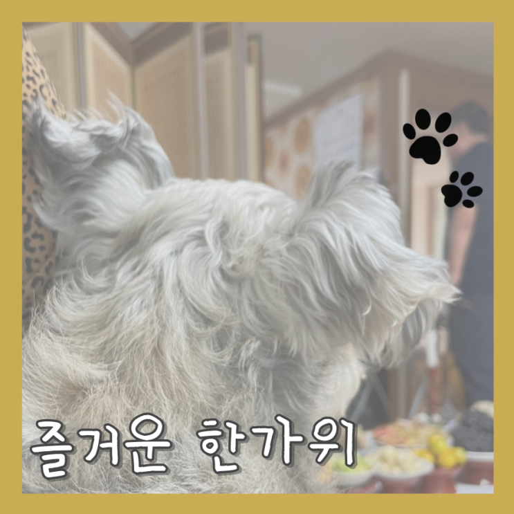  [추석 연휴] 또디네 추석 한가위 일상