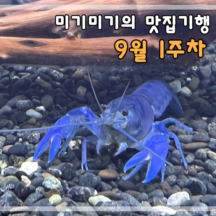  미기미기의 맛집기행 9월1주차 주간일기 맛집탐방 감사의일기