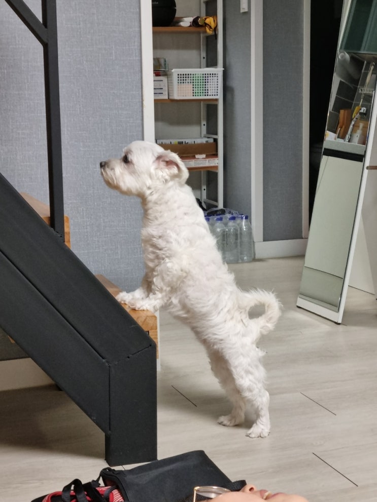  우리집 첫 강아지 손님