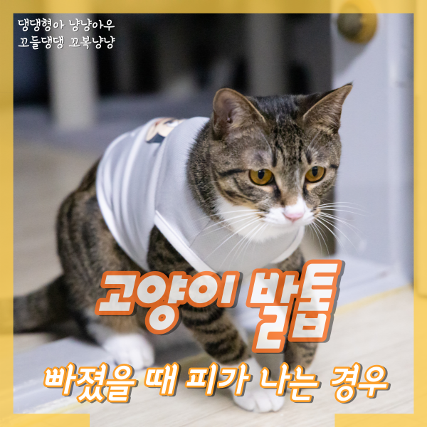  고양이 발톱 빠짐, 피가 나는 경우 어떡하나요?