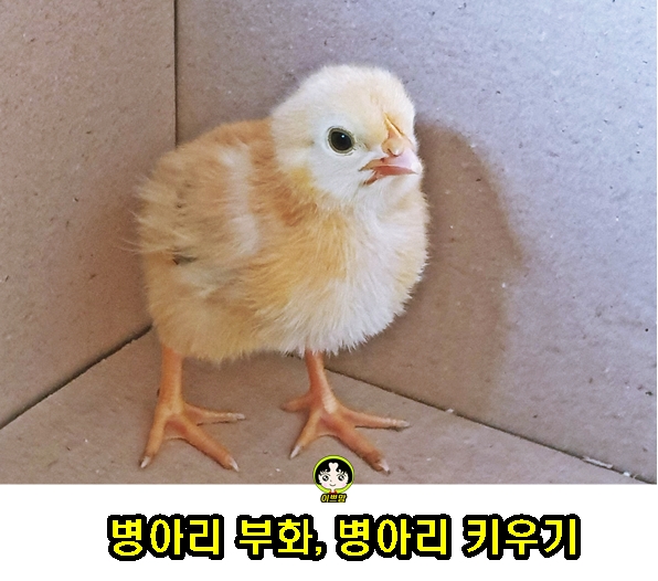  암탉 알 품고 병아리 부화 / 병아리키우기 / 병아리소리듣기