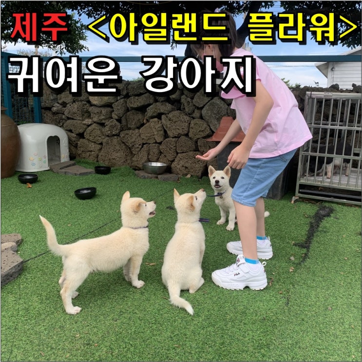  제주 동물체험 카페 아일랜드플라워 방문 후기 : 세상 귀여운 강아지 & 새끼 고양이