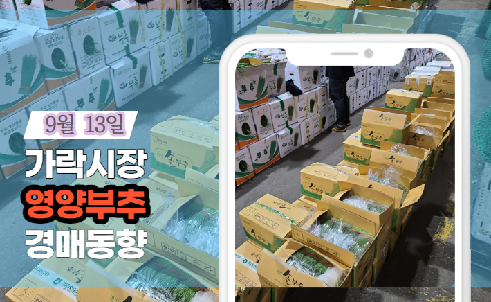  [경매사 일일보고] 9월 13일자 가락시장 "영양부추" 경매동향을 살펴보겠습니다!