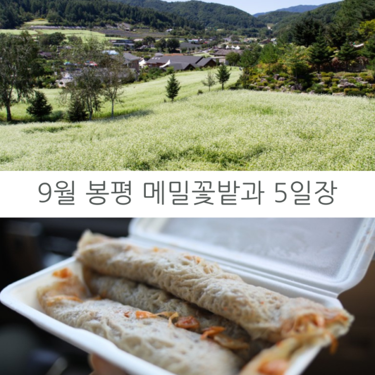  가을여행지로 좋은 강원도 봉평 메밀꽃밭과 5일장
