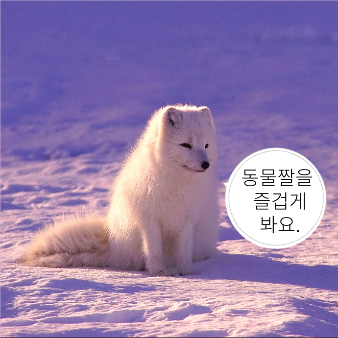  [폐가길고양이] 시리즈 3탄 :  말풍선 짤, 고양이말풍선짤,웃긴짤 모음 , 재밌는짤, 동물짤, 귀여운 짤, 고양이짤, 카톡짤