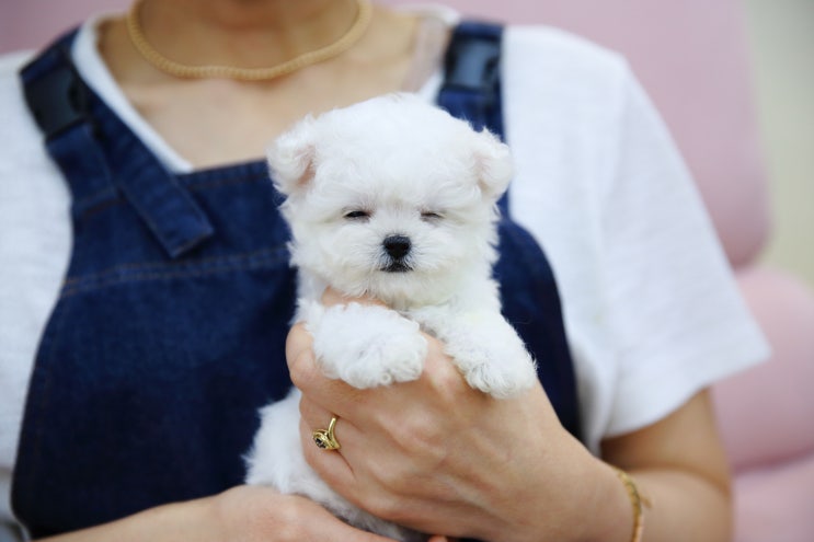 울산강아지분양 달링하이울산점 Darling Hi Ulsan에서 지내고 있는 테디비숑 폴리가 평생을 함께할 가족을 기다리고 있어요 폴리 만나실분들 달링하이울산점 예약방문주세요